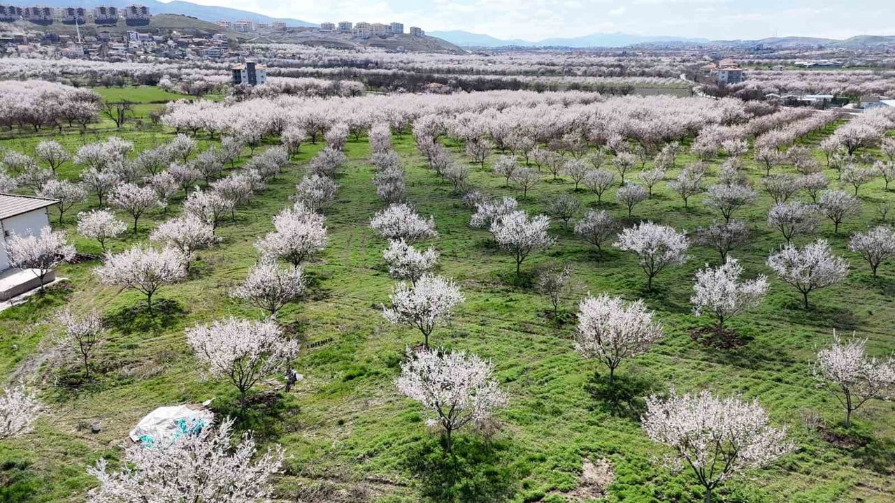 Malatya'da kayısı üretiminde iklim endişesi sürüyor: Net tablo mayıs ortasında belli olacak