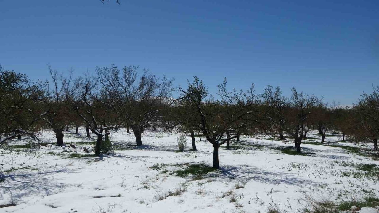 Malatya'da kayısıda don endişesi: Akçadağ Kozluca'da kar üreticileri tedirgin etti