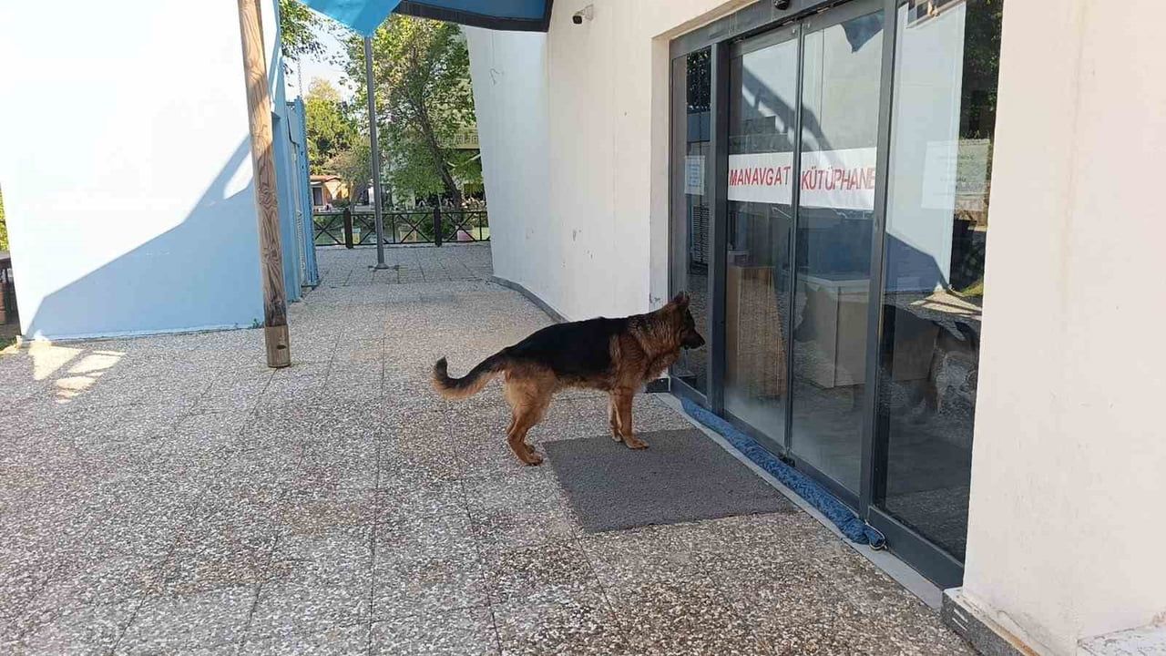 Manavgat'ta köpek kavgası: Ukraynalı kadının kucağındaki köpek parmağını ısırdı