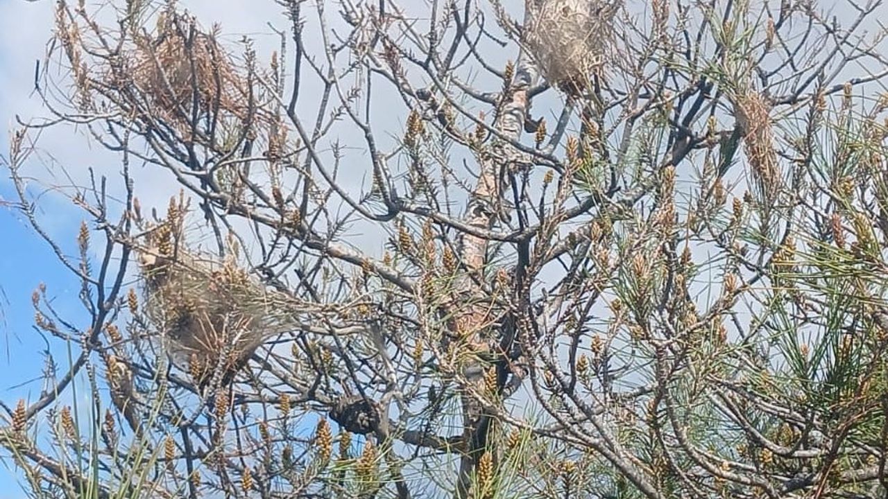 Manisa Sarıgöl Dadağlı'da çamlarda kese kurdu artışı: Biyolojik ve mekanik mücadele başlatıldı