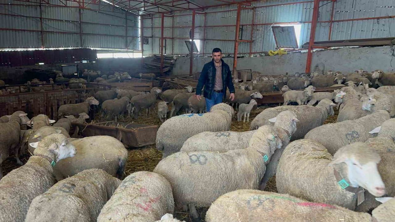 Manyas'ta 57 Yıldır Safkan Karacabey Merinosu Yetiştiren Çiftlik: 550 Anaç ve Yüzde 80 İkizlik