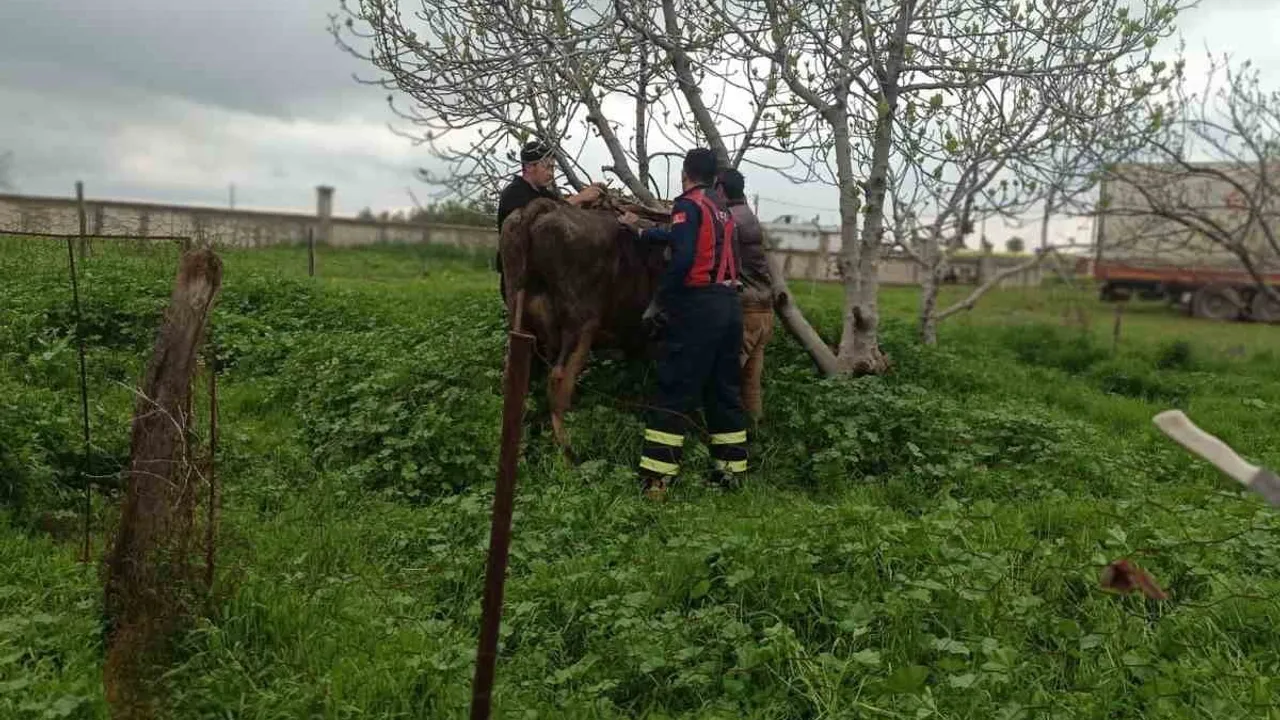 Mardin'de kuyudan düşen inek itfaiye ekiplerince kurtarıldı