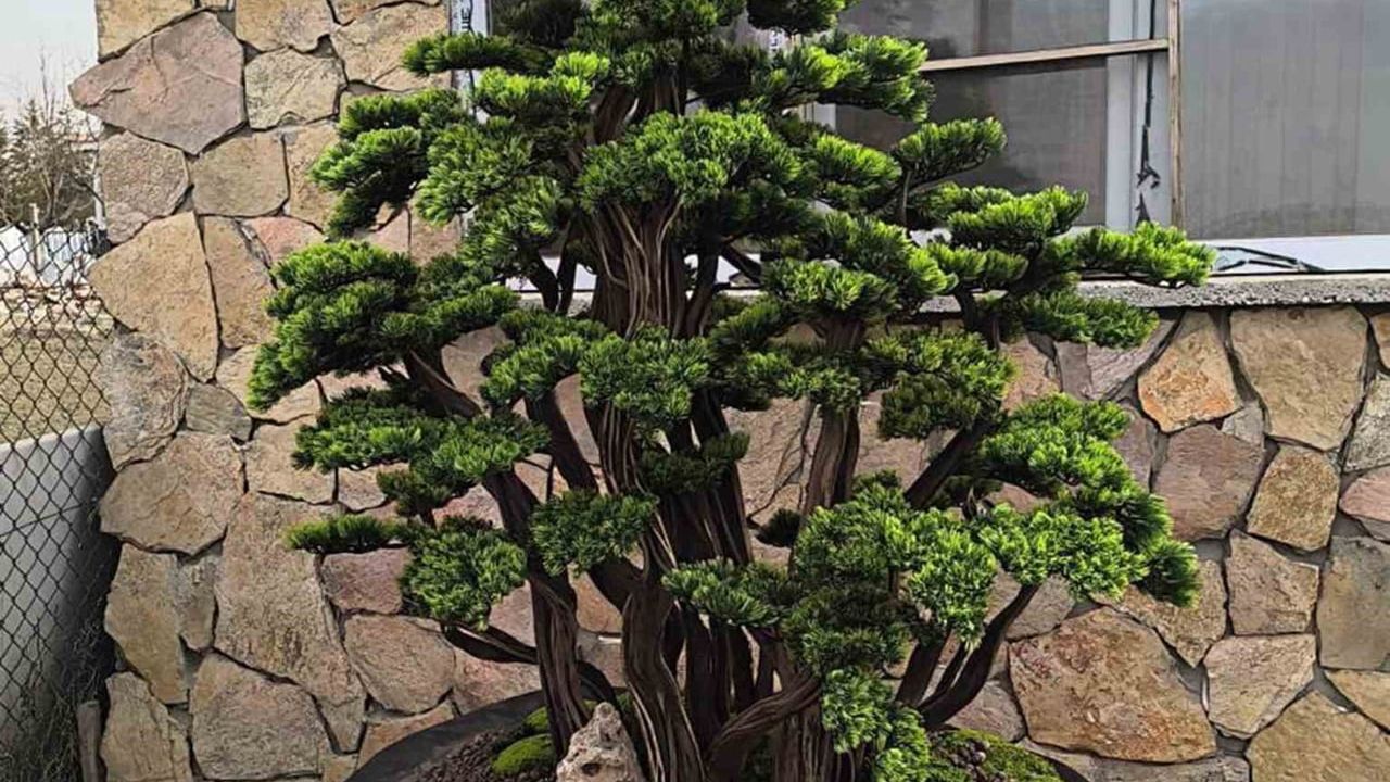 Marmaris'te kuruyan Geven köylünün gelir kaynağına dönüştü