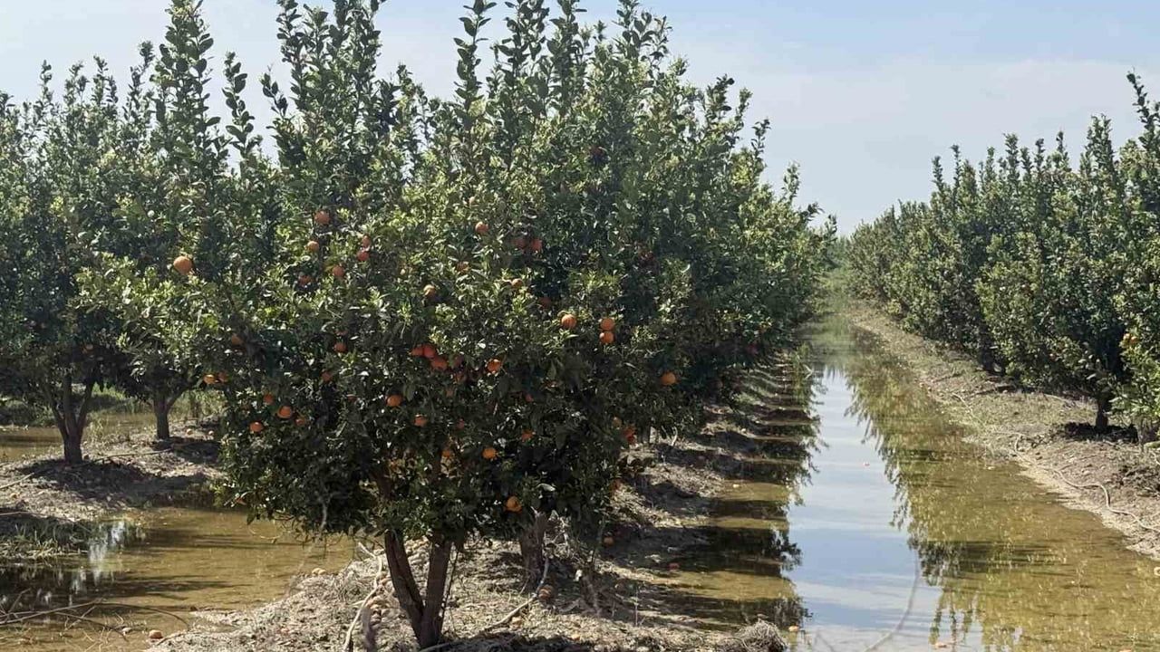 Mersin'de selin ardından bahçelerde sular yeni çekildi — Tarsus üreticileri çalışmalara başladı