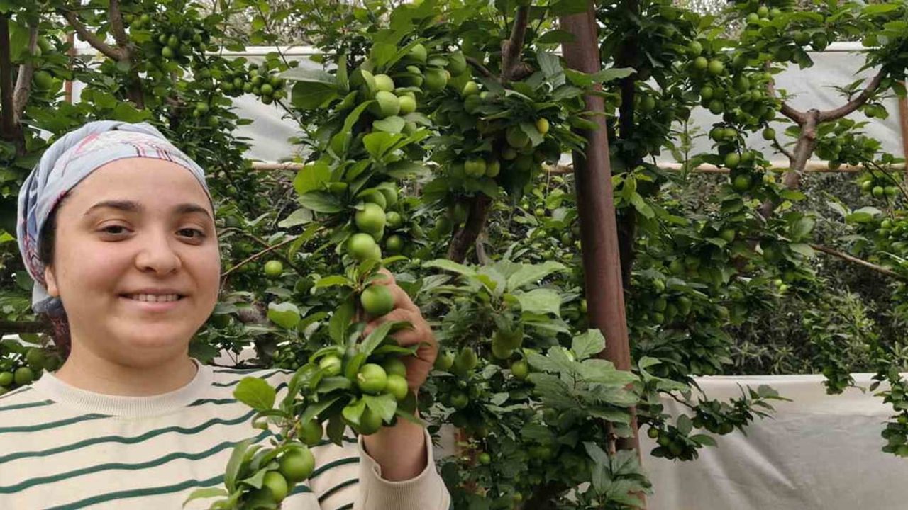 Mersin Silifke'de açıkta erik hasadı başladı: Fiyatlar 200-800 TL aralığına geriledi