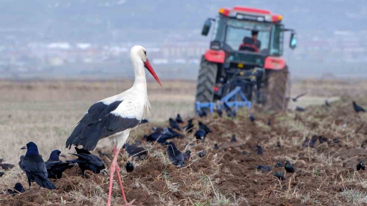 Meteoroloji 12. Bölge Müdürlüğü'nden Erzurum, Erzincan, Bayburt ve Ardahan için zirai don uyarısı