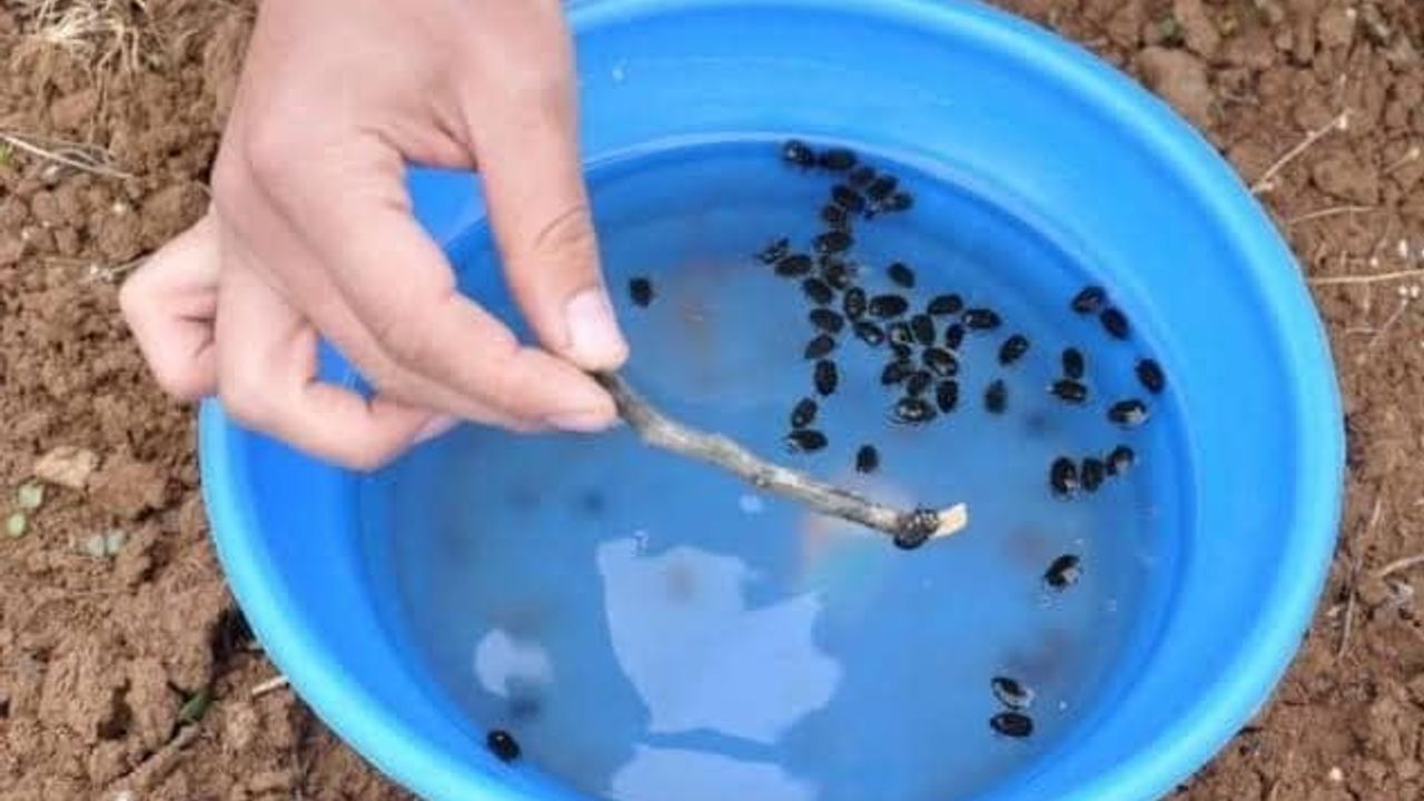 Meyve Üreticilerine 'Bakla Zınnı' Uyarısı: Çiçeklenme Döneminde Kültürel ve Biyoteknik Önlemler Öne Çıkıyor