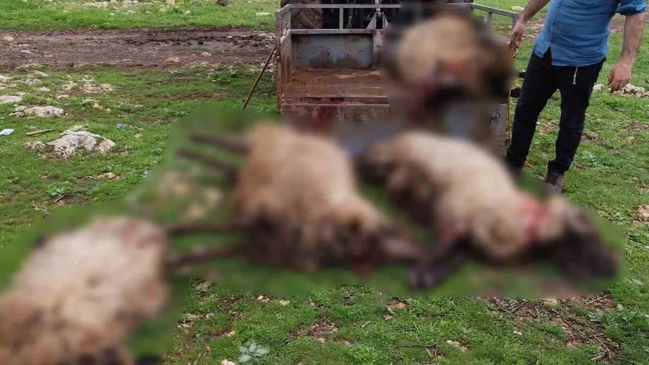 Midyat'ta yıldırım isabeti sonucu 8 koç telef oldu, çiftçi yardım talep etti