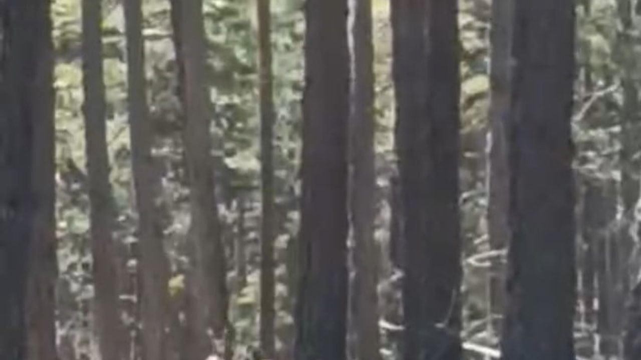 Mihalıççık Çatacık'ta vatandaşın cep telefonuna yansıyan geyik sürüsü