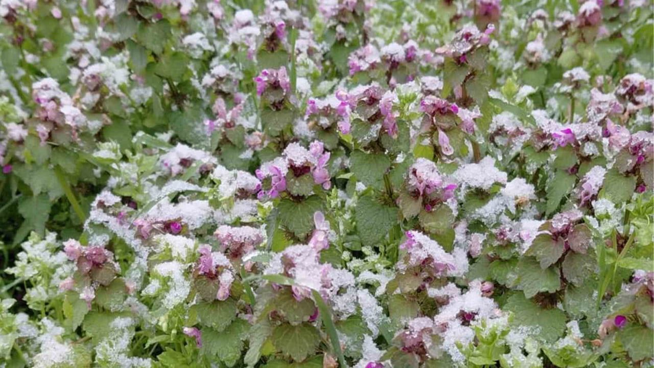 Mudurnu'da bahar çiçekleri karla beyaza büründü