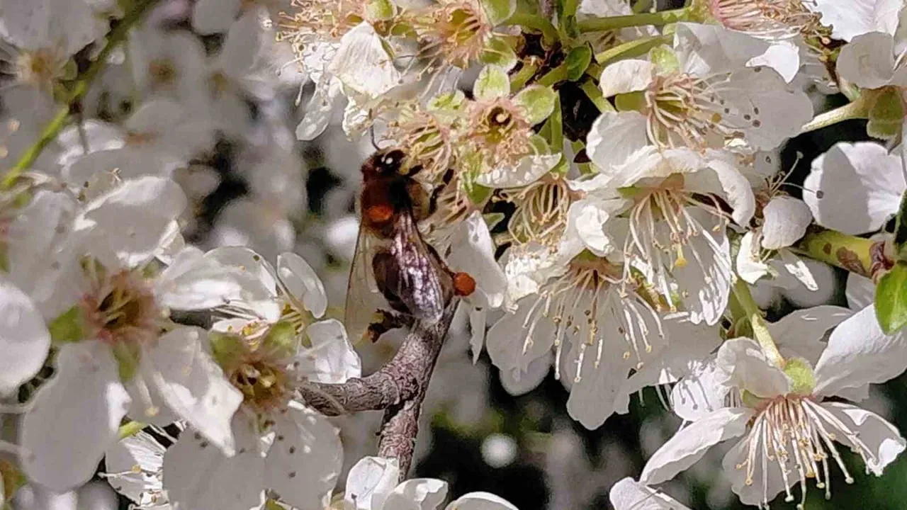 Mudurnu’da baharın erkenden gelmesiyle arılar polen toplamaya başladı