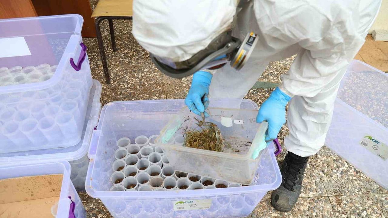 Muğla'da Calosoma sycophanta ("Terminatör böcek") ile çam kese böceğine biyolojik müdahale