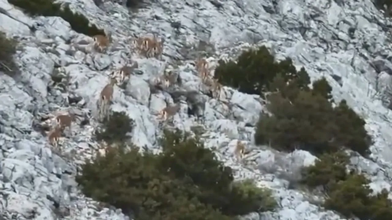 Muğla'da yaban keçileri termal kameralı drone ile görüntülendi