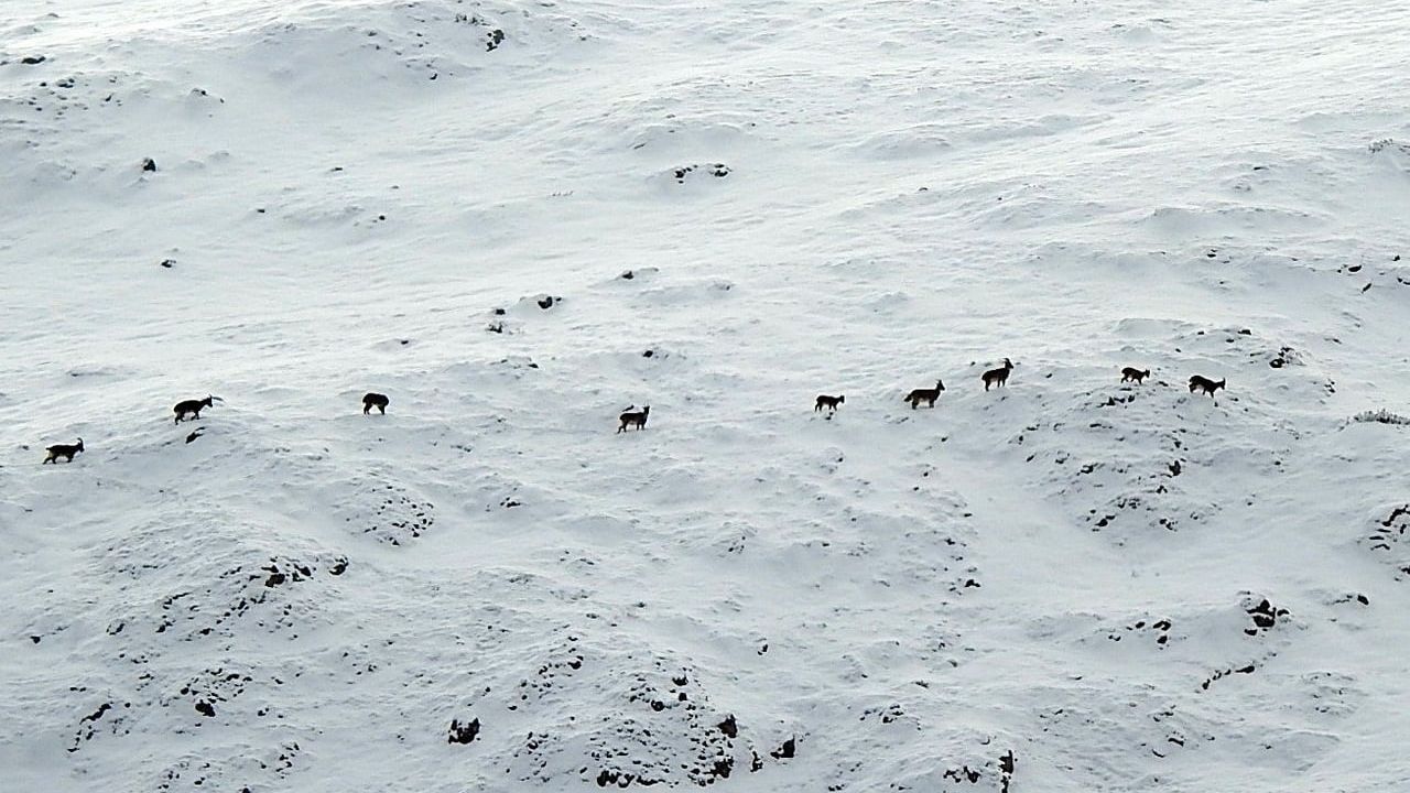 Munzur Dağlarında Dağ Keçileri Havadan Görüntülendi
