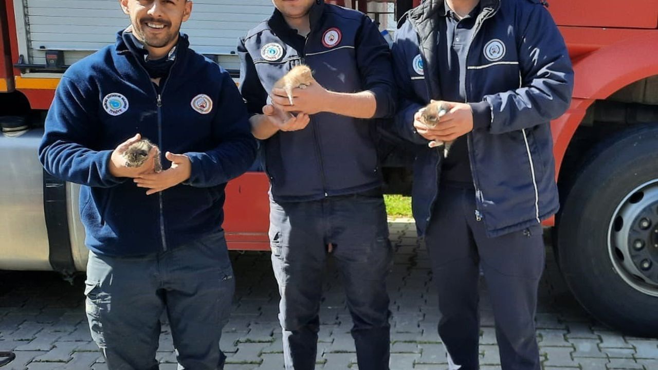 Muratlı'da itfaiye ekipleri baca içerisindeki üç yavru kediyi kurtardı