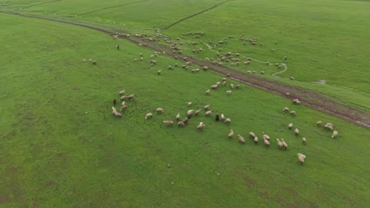 Muş Karabey'de sığırcık kuşları koyun sürüsüne katıldı