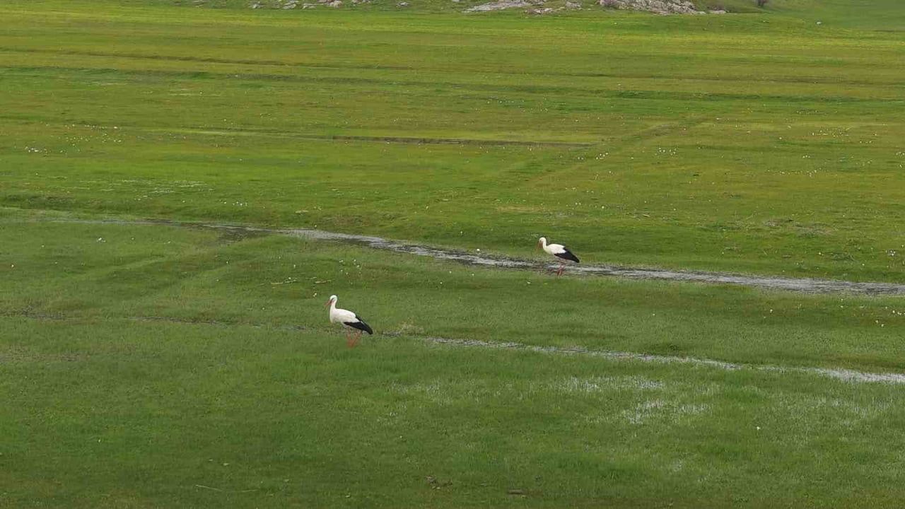 Muş Ovası'nda leylekler yuvalandı: Yaklaşık 35 günlük kuluçka dönemi başladı