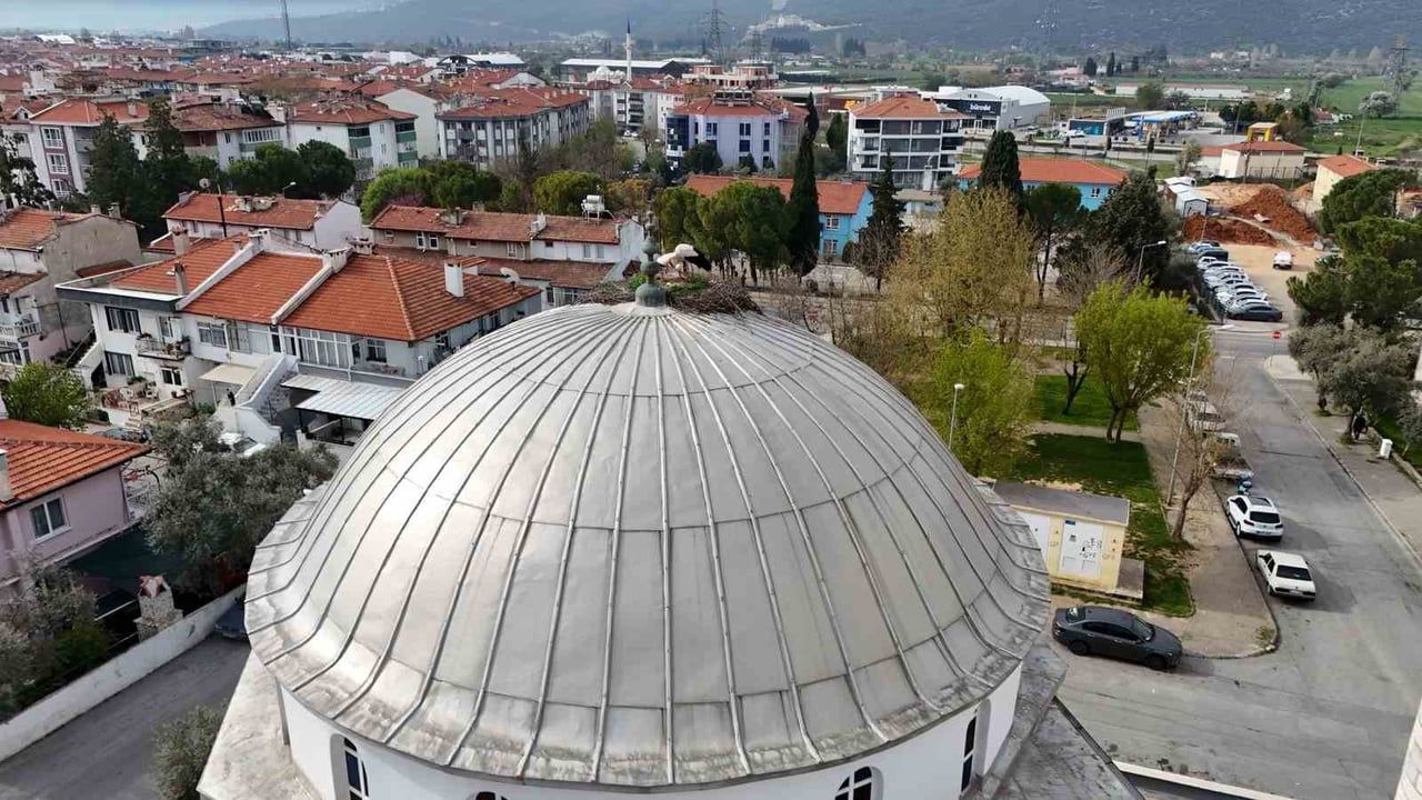 Muslihittin'de 30 Yıllık Leylek Geleneği Şeyh Muslihittin Camii'nde Sürüyor