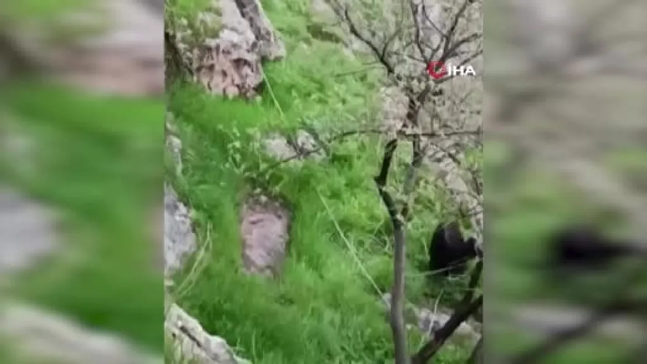 Nusaybin’de Bagok Dağı’nda Mahsur Kalan 2 Keçi İtfaiye Tarafından Kurtarıldı