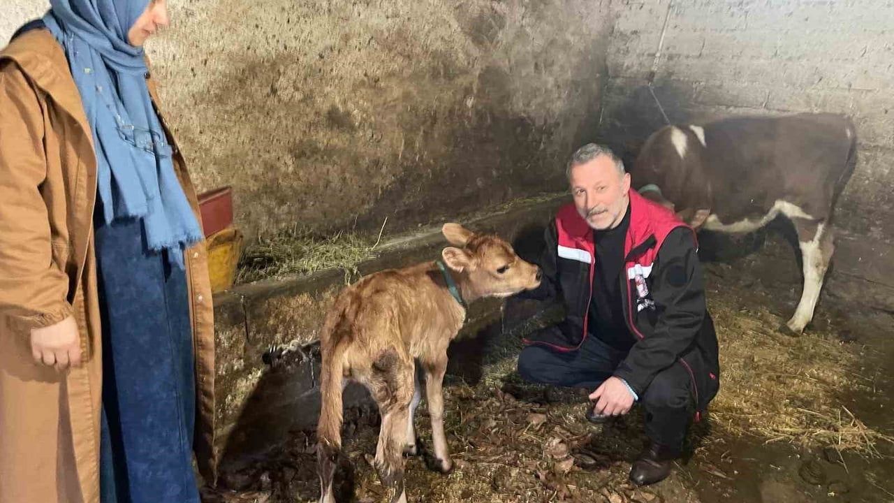Of’ta Bakanlık Destekli Jersey Yetiştiriciliği İkinci Nesille Güçleniyor