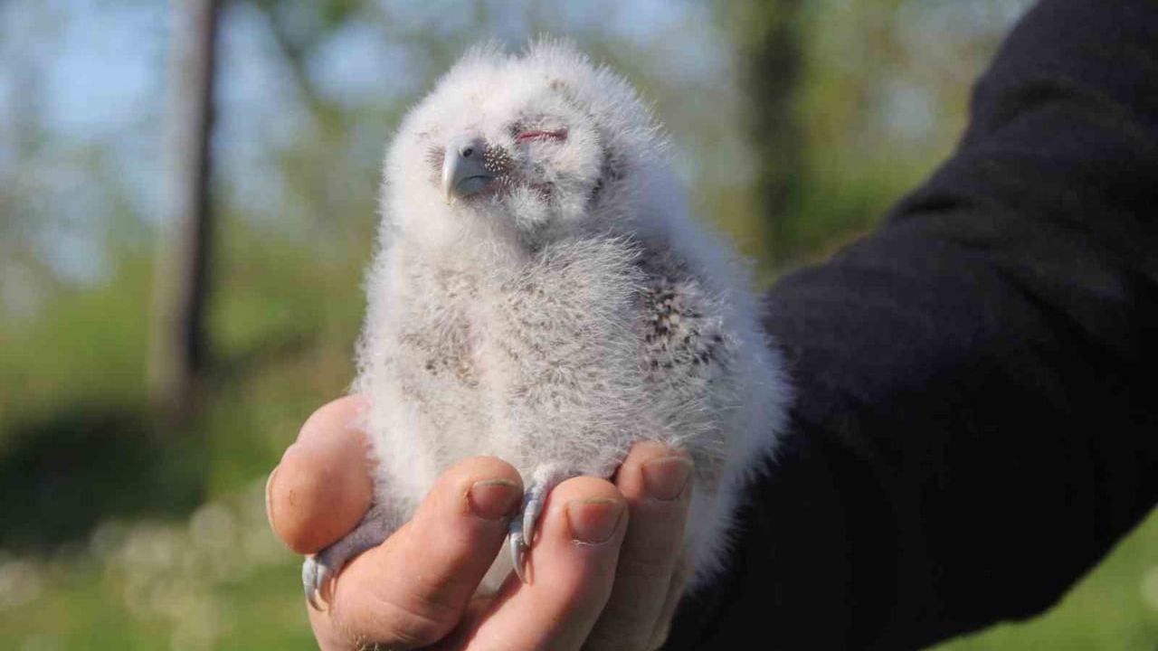 Ordu'da 20 Yıllık Dostluk: Çiftçinin Serendisi Her Mart Baykuşlara Yuva Oluyor