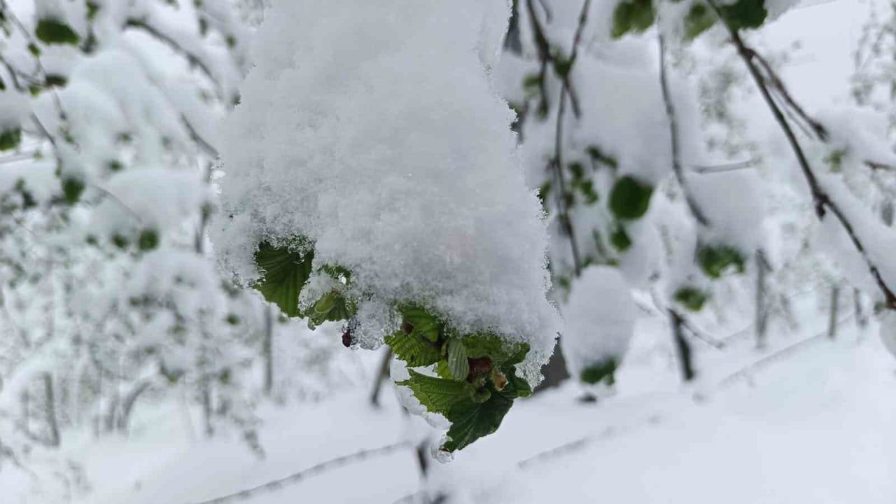 Ordu'nun iç kesimleri için zirai don uyarısı: Samsun Meteoroloji 10. Bölge Müdürlüğü'nden
