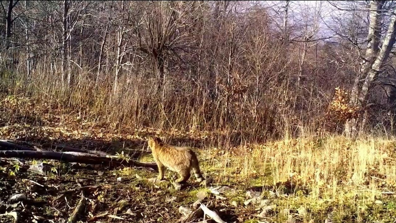 Ormanda Nadir Yaban Kedisi (Felis silvestris) Fotokapanlarla Görüntülendi