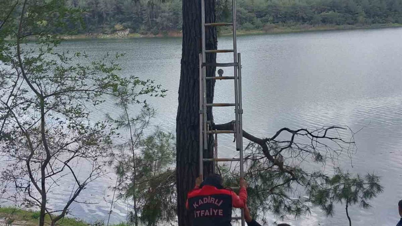 Osmaniye Kadirli’de Ağaca Takılan Karga İtfaiye Ekiplerince Kurtarıldı