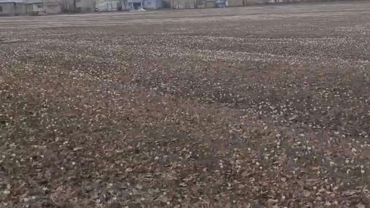 Özalp’te baharın habercisi çiğdemler yüzünü gösterdi