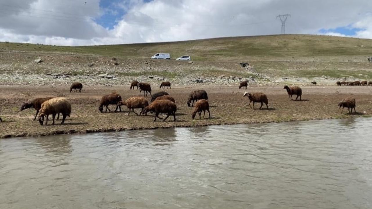 Patnos'ta mevsimlik 100-120 bin TL'ye rağmen çoban sıkıntısı sürüyor