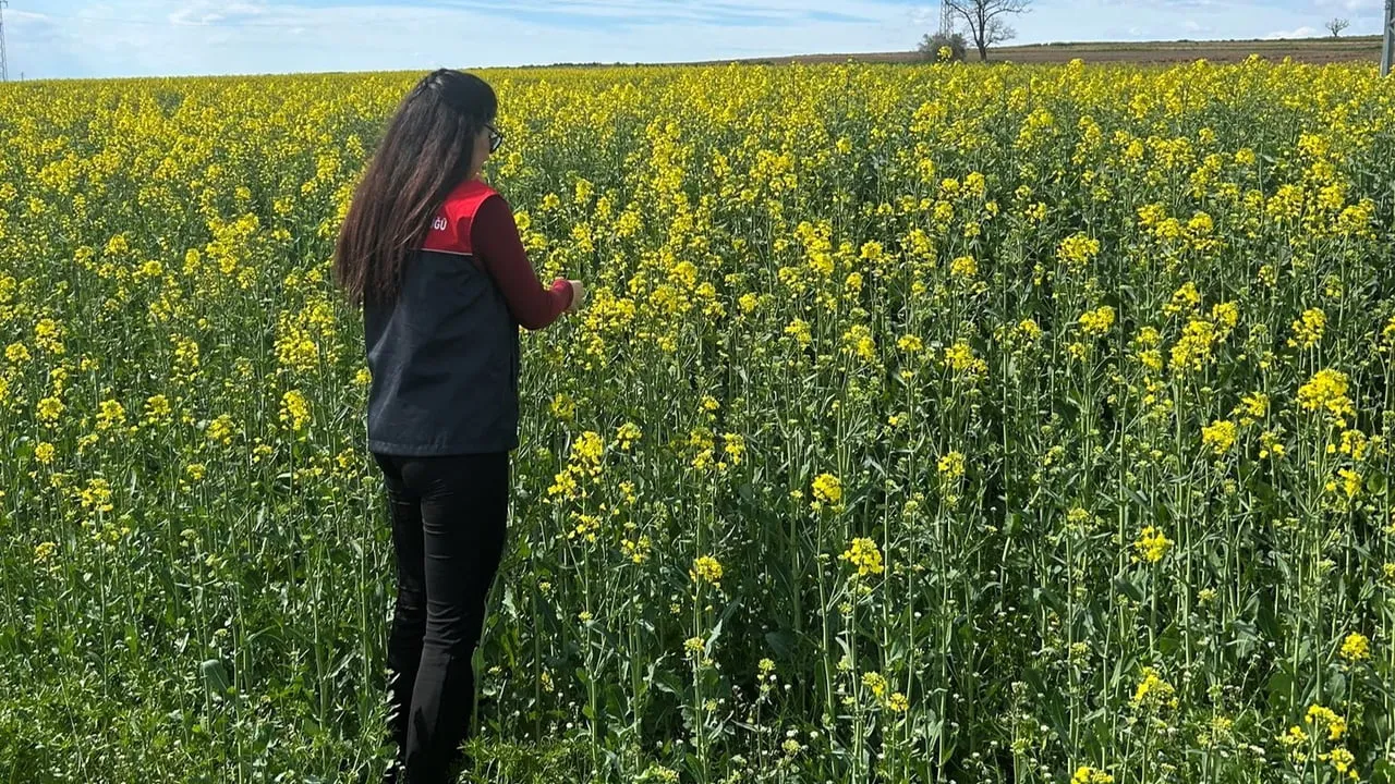 Pehlivanköy'de Kanola Tarlalarında Fizyolojik Gelişim ve Toprak Nem İncelemesi