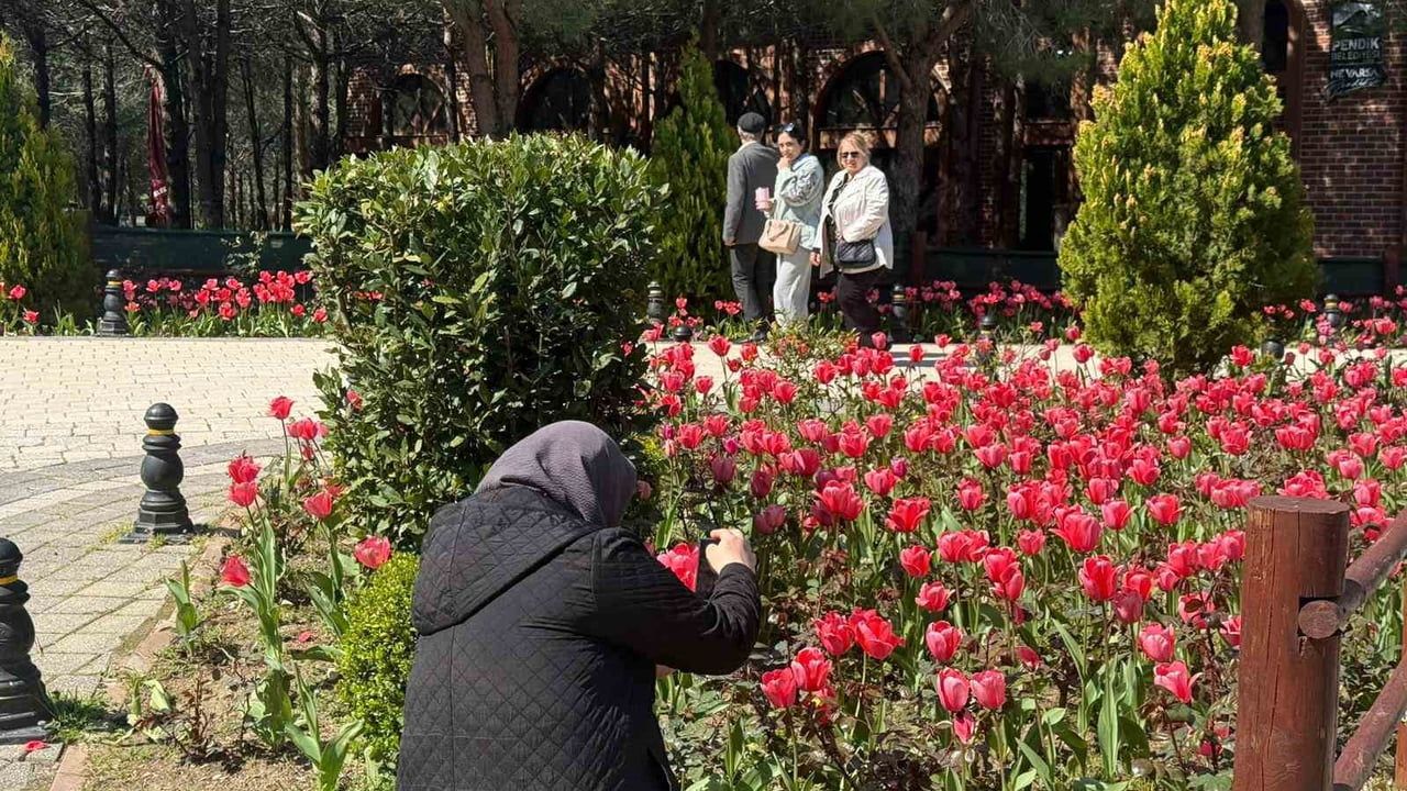 Pendik Korusu'nda lale mevsimi başladı: 32 bin bitkiyle renk şöleni