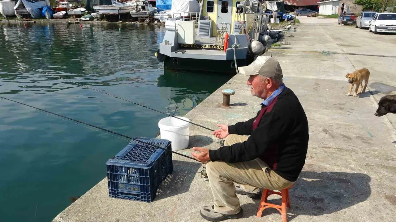 Perşembe’de emekli balıkçı Bülent Şahin sokak köpeklerini düzenli olarak besliyor