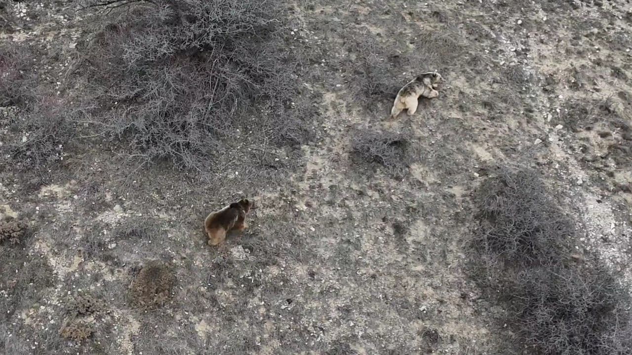 Refahiye'de kış uykusundan çıkan ayılar Kamberağa'da drone ile görüntülendi