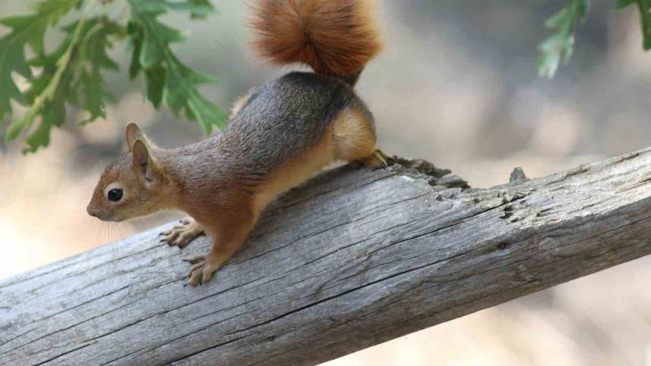 Refahiye'de piknik sofrasına yaklaşan kızıl sincap gülümsetti