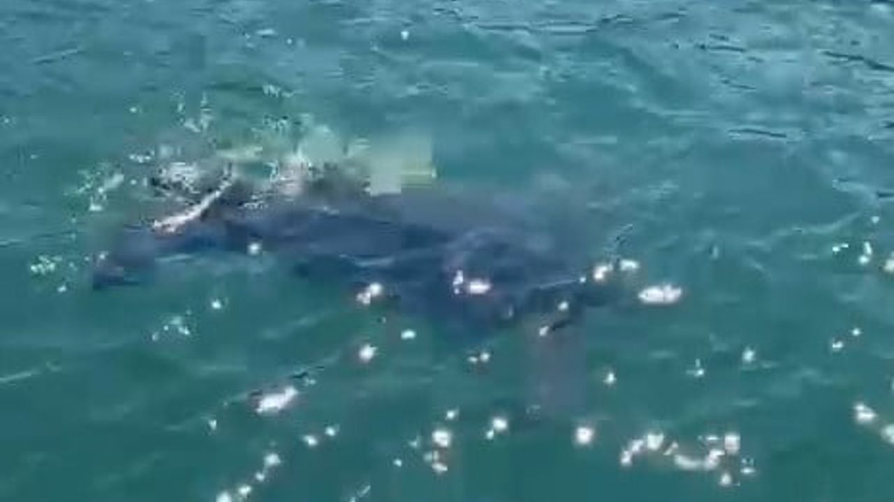 Rize açıklarında nadir deri sırtlı deniz kaplumbağası amatör balıkçı tarafından görüntülendi