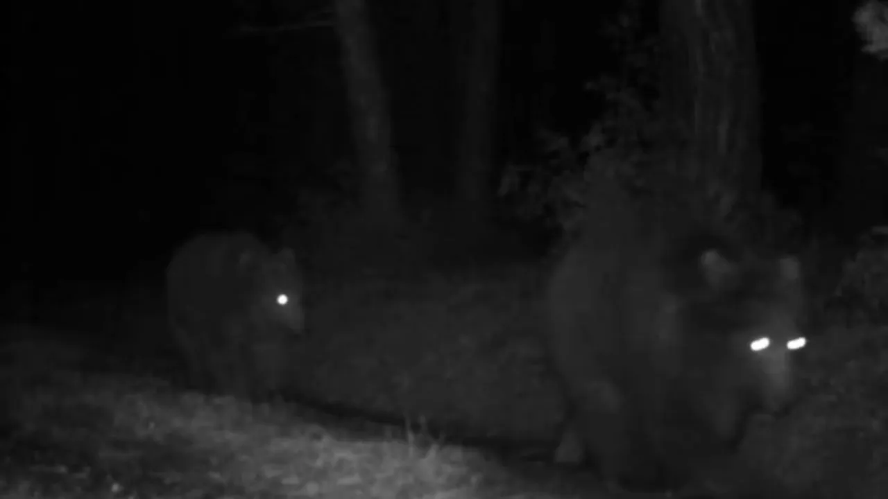 Safranbolu'da fotokapan boz ayıları görüntüledi