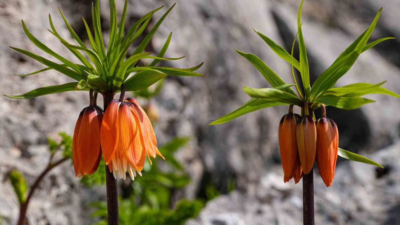 Sakız Dağı'nda ters laleler ilkbaharda görsel şölen oluşturuyor