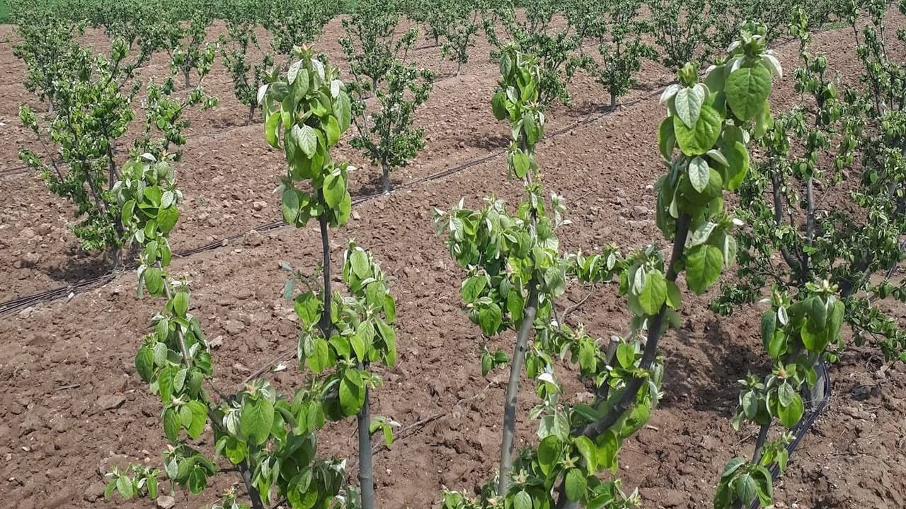 Salihli'de ayva, elma ve armut üreticilerine ateş yanıklığı uyarısı