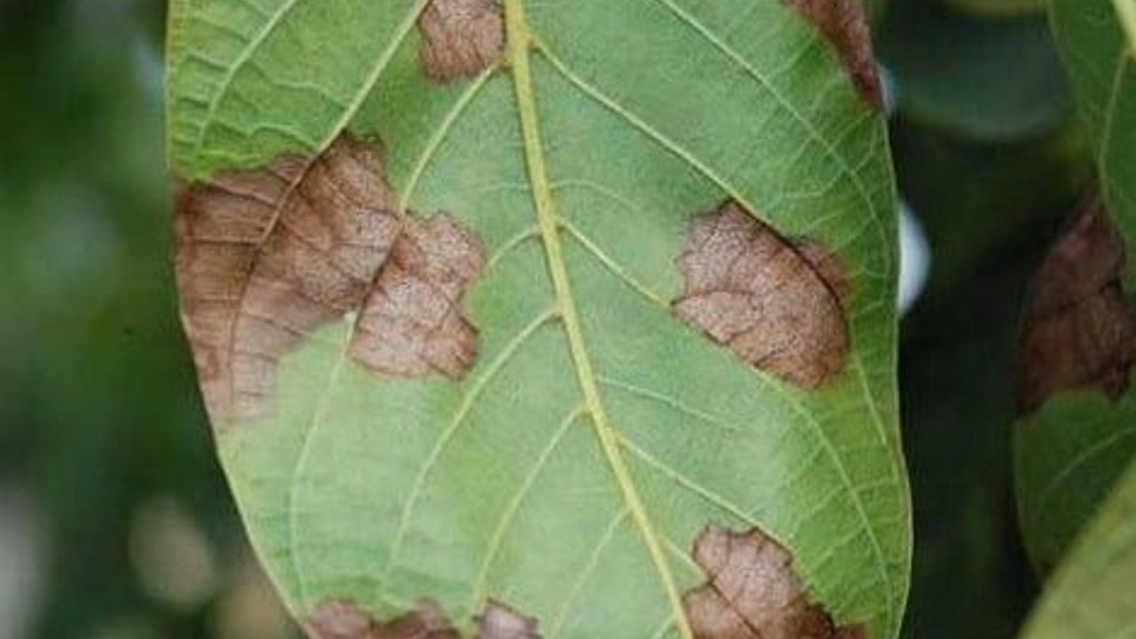 Salihli’de ceviz üreticilerine antraknoz uyarısı: ilaçlama zamanlaması ve ruhsatlı ürün çağrısı