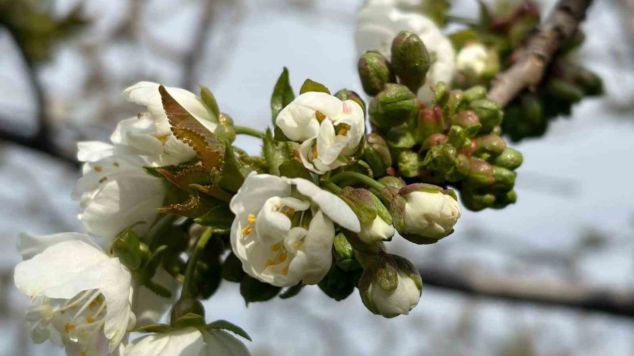 Salihli’de kiraz ve vişnede monilya uyarısı: çiçeklenme döneminde zamanlı müdahale çağrısı