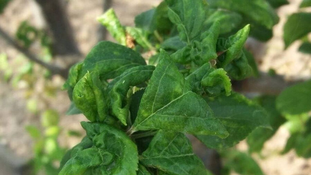 Salihli Tarım Müdürlüğü’nden erik, kayısı, badem ve şeftali üreticilerine ‘çil’ ve filiz güvesi uyarısı