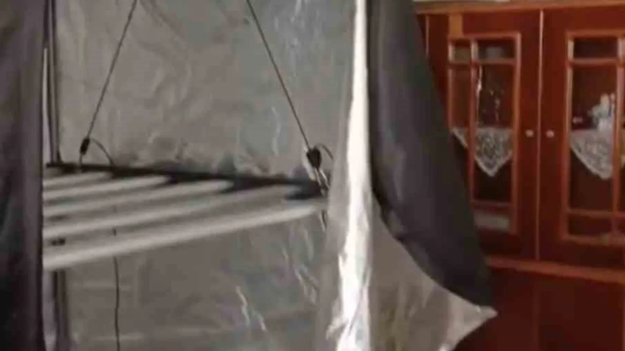 Samsun Atakum’da jandarma evinde kenevir yetiştiren şahsa operasyon düzenledi