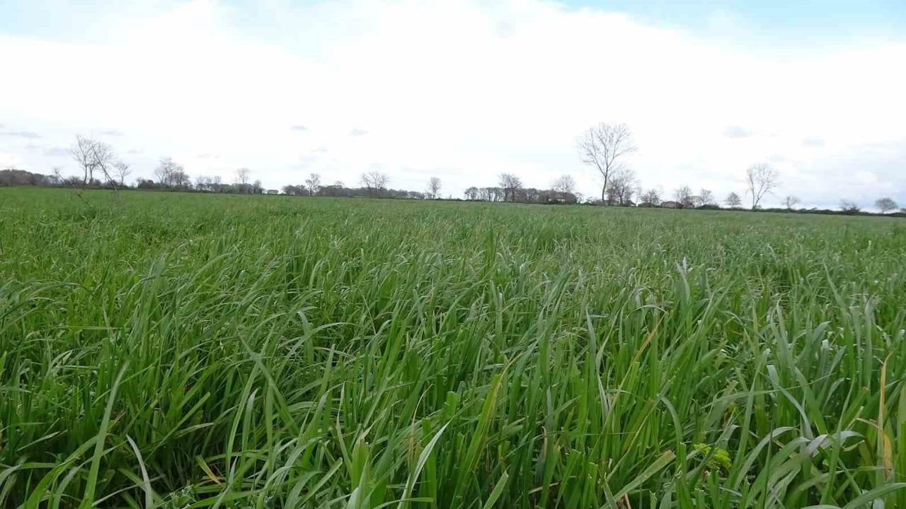 Samsun Bafra Koşu Mahallesi'nde 2023-2027 Mera Islah Çalışmaları Devam Ediyor