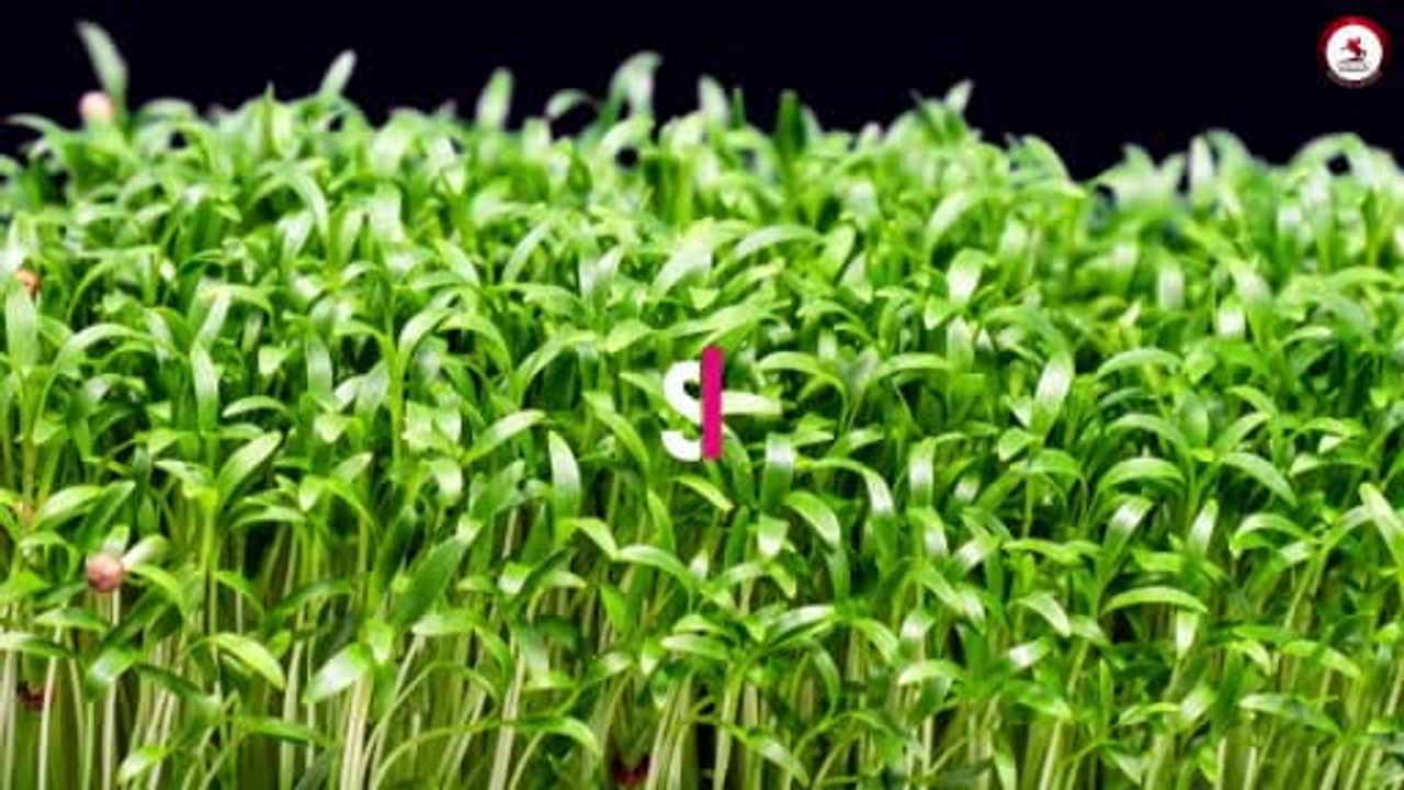 Samsun'da 2023-2025'te tarım, hayvancılık ve kırsal kalkınmaya 3,06 milyar TL destek