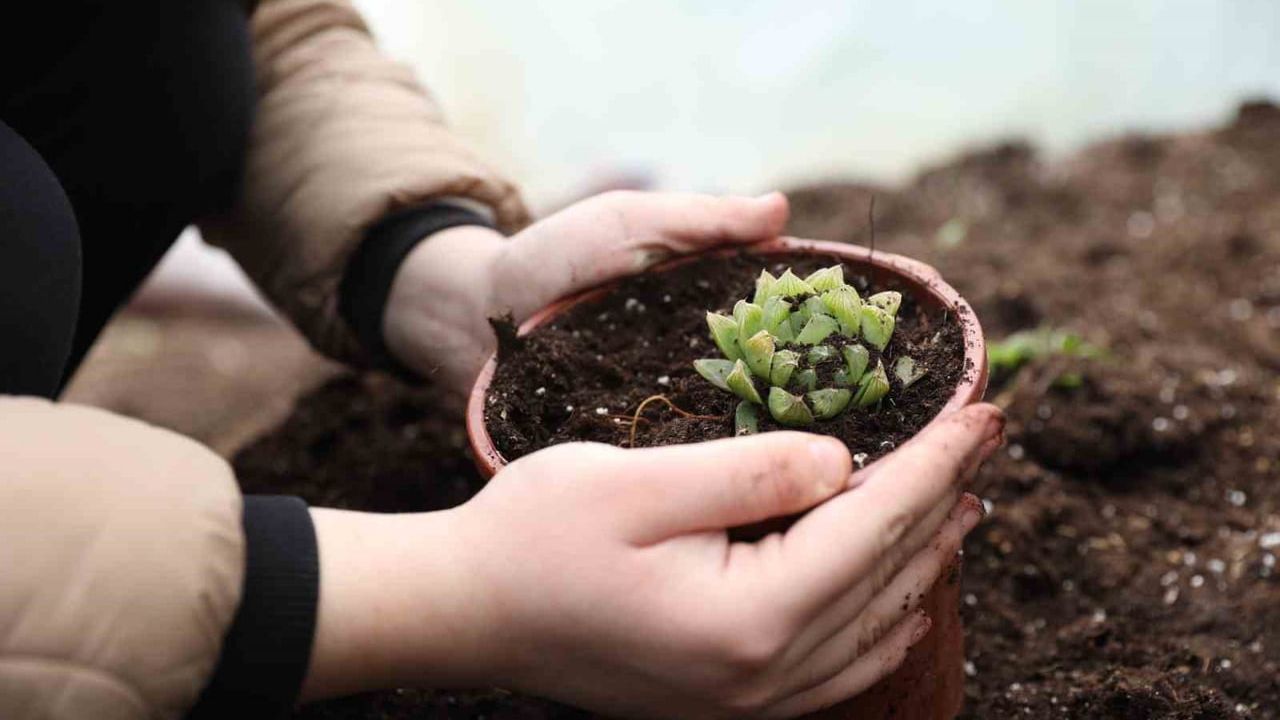 Samsun'da ev hanımı Filiz Köksal, belediye desteğiyle kurduğu sera ile aylık ort. 100 bin TL gelir sağlıyor