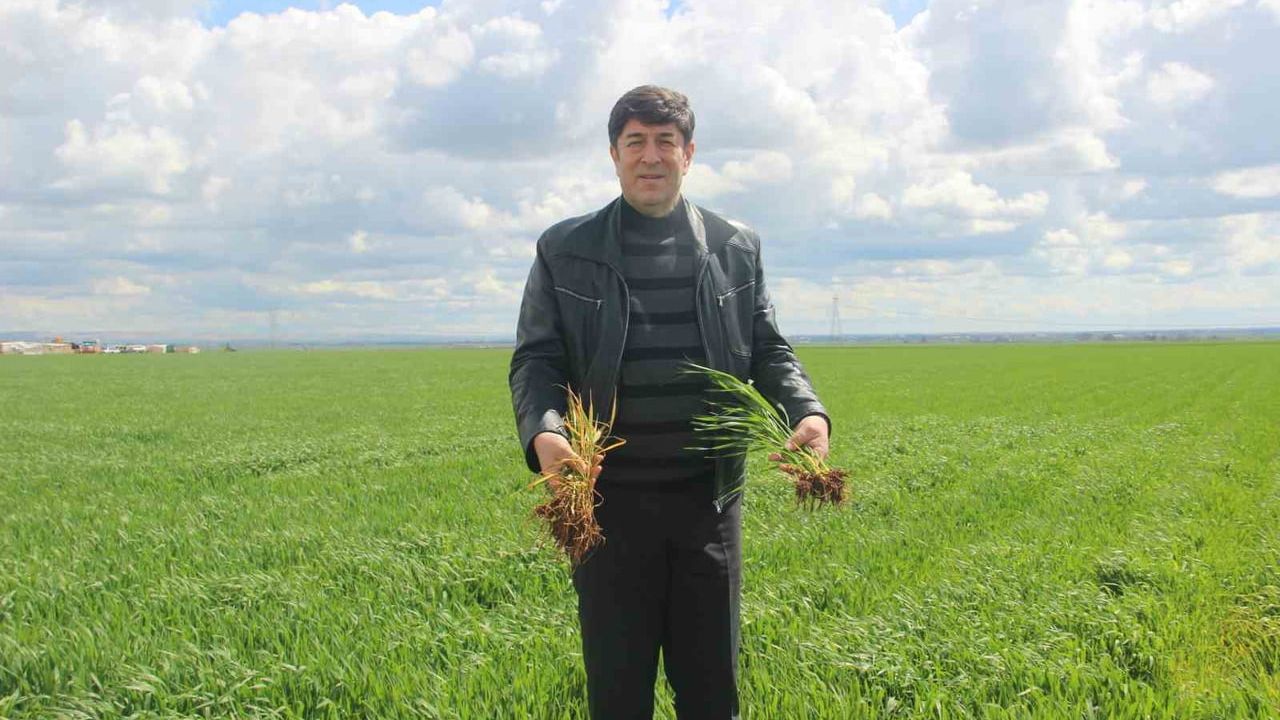 Şanlıurfa’da 2026 Yağışları Bereket Getirdi: Kuru Tarımda Verim Beklentisi Arttı