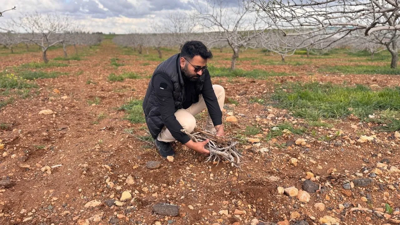 Şanlıurfa’da Antep fıstığında sürgün gelişimini tehdit eden karagöz kurdu ve kabuklu bit riski