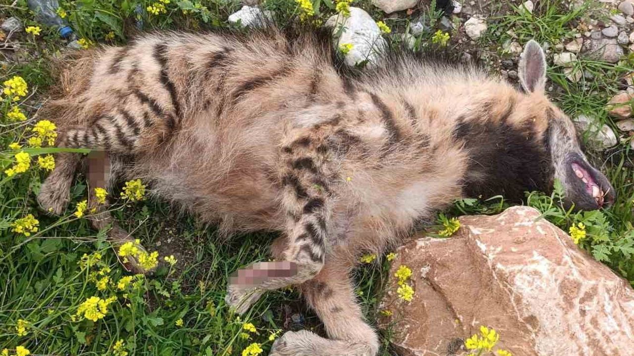 Şanlıurfa'da araç çarpması sonucu nesli tehdit altındaki çizgili Anadolu sırtlanı telef oldu