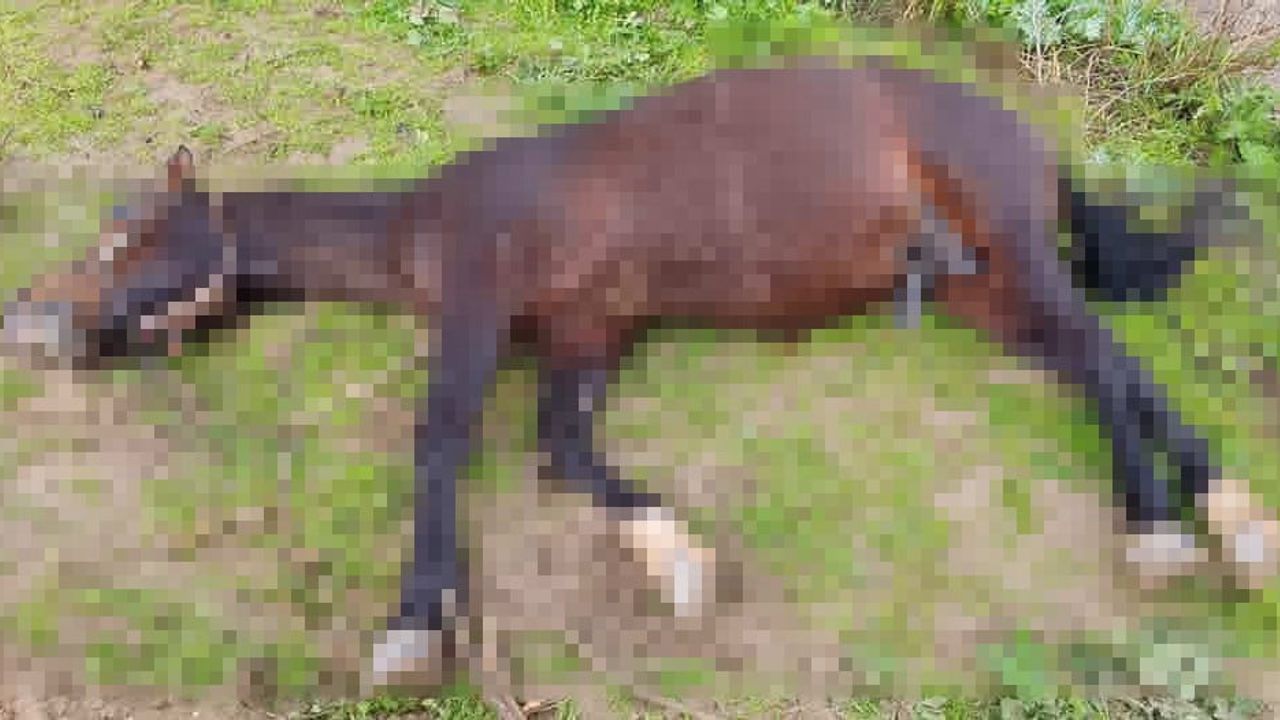 Şanlıurfa'da yıldırım atı telef etti